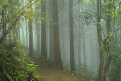 霧の林道