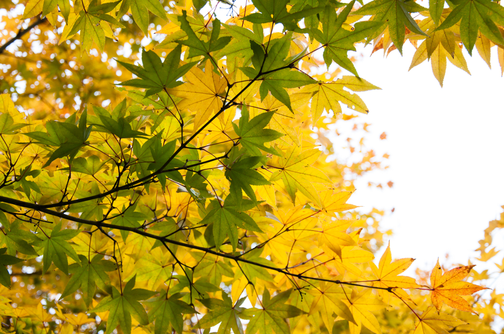 Gradation