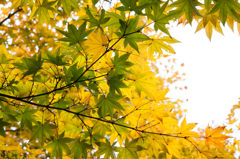 Gradation