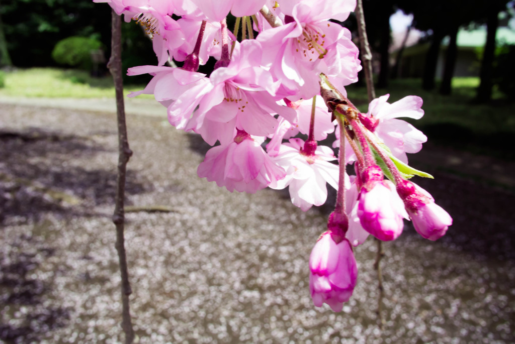 桜接近