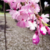 桜接近