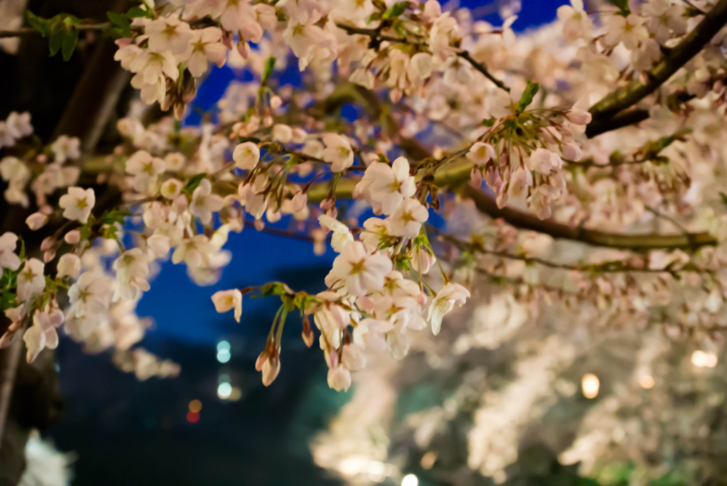 夜桜