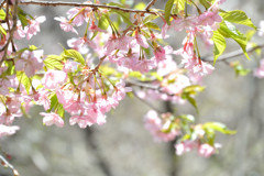 河津桜