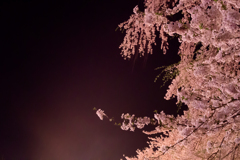 満開の夜桜