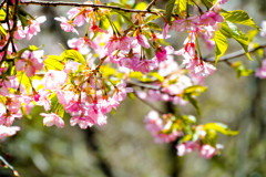 河津桜