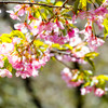 河津桜
