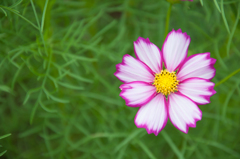 花弁の形がすてき