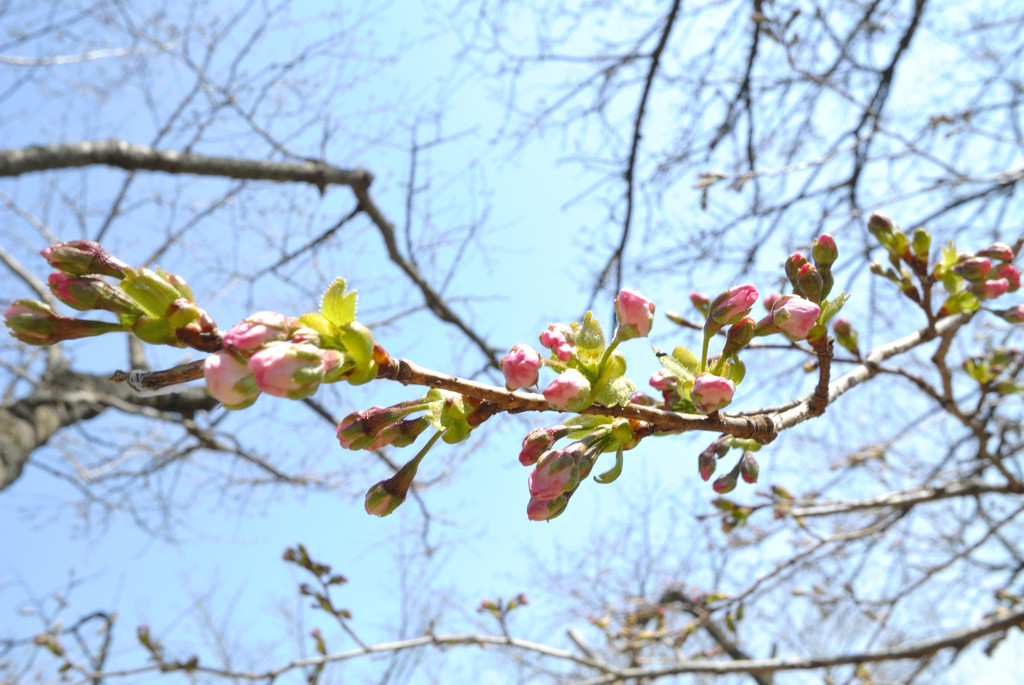 「吉祥寺」という名の桜