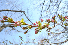 「吉祥寺」という名の桜