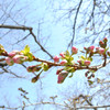 「吉祥寺」という名の桜