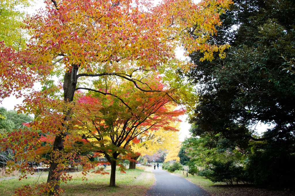 公園内の1shot