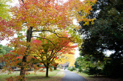 公園内の1shot