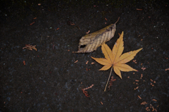 秋も終わり・・・