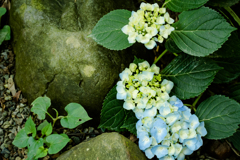 あじさいの季節到来⑨