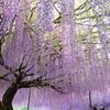 白毫寺の九尺藤