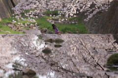 どこから来たの！