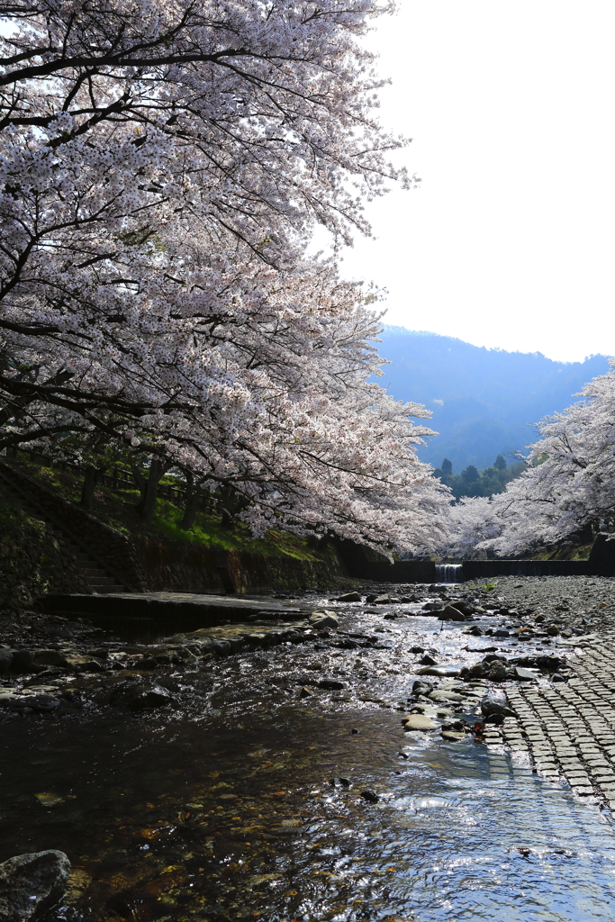 「七谷川」 その一