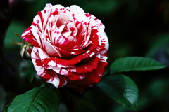 薔薇