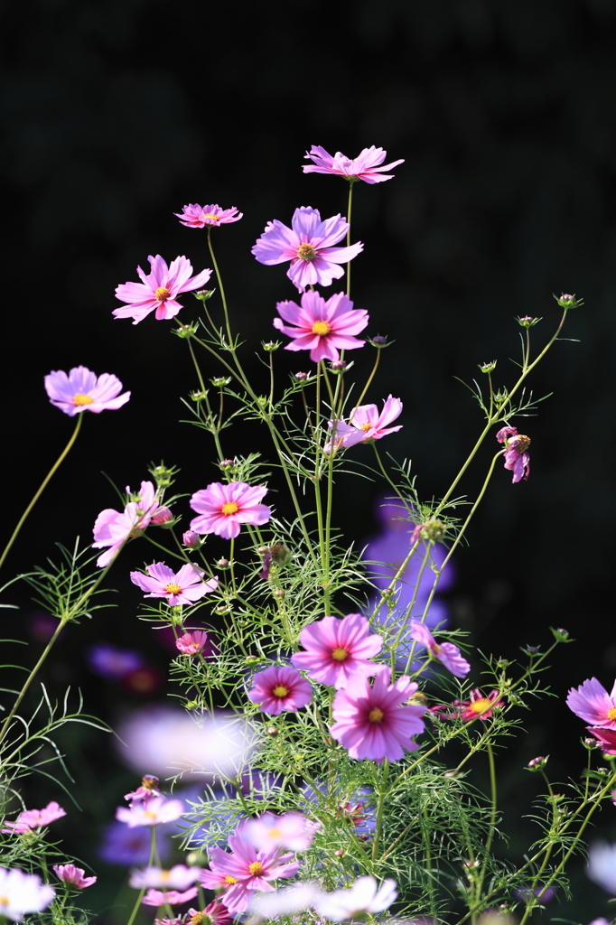 秋桜２