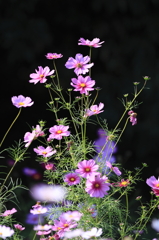 秋桜２