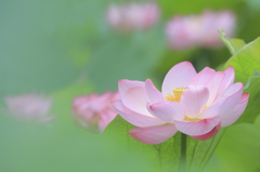 蓮田の朝