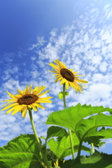 夏空