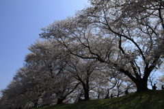 背割り堤の桜