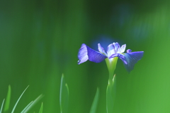 花言葉 「忍耐」