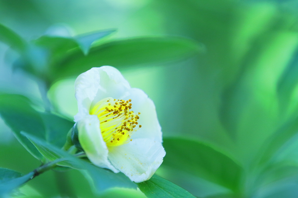沙羅