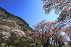 屏風岩公苑の山桜 3