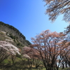 屏風岩公苑の山桜 3