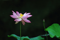 蓮花