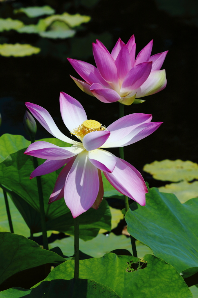 蓮花