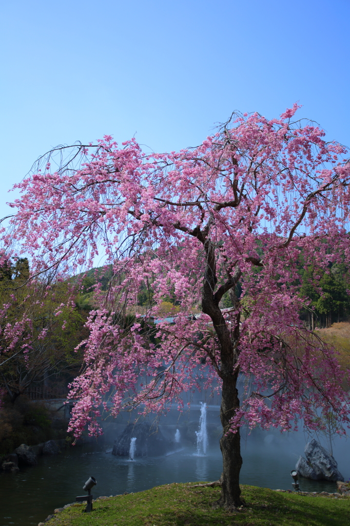 勝尾寺の枝垂れ桜