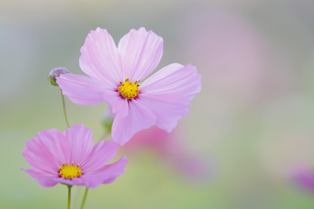 秋桜