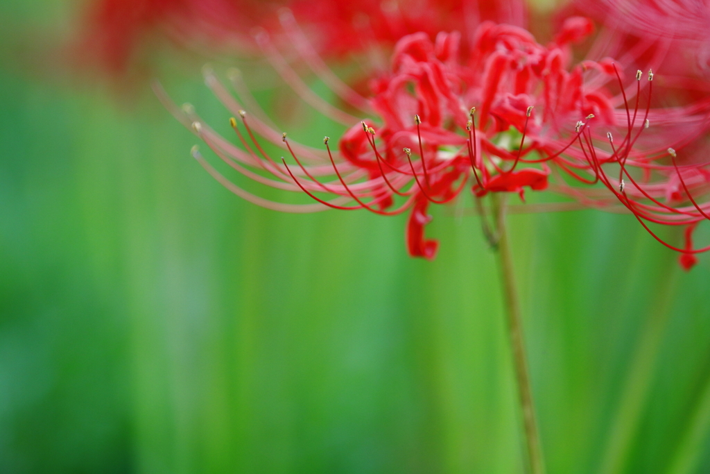 曼珠沙華