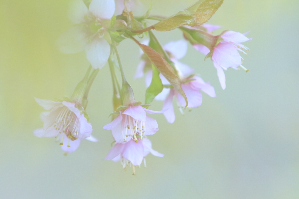 寒桜