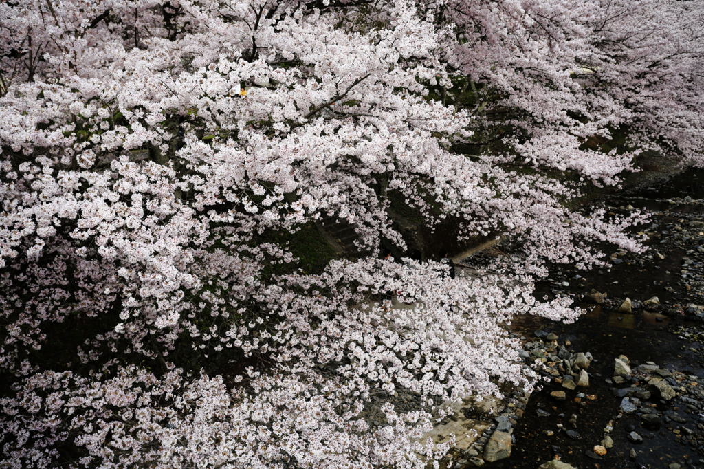 七谷川の桜1