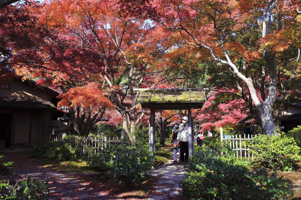 紅葉