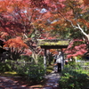 紅葉