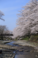 七谷川の桜４