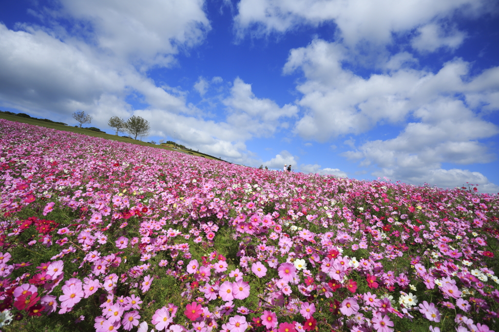 天空の花園