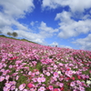 天空の花園