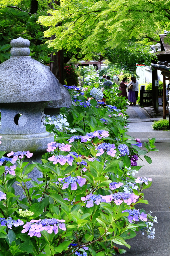 久安寺の紫陽花1