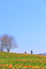 ポピーの丘