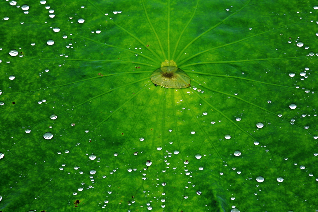 雨上がり