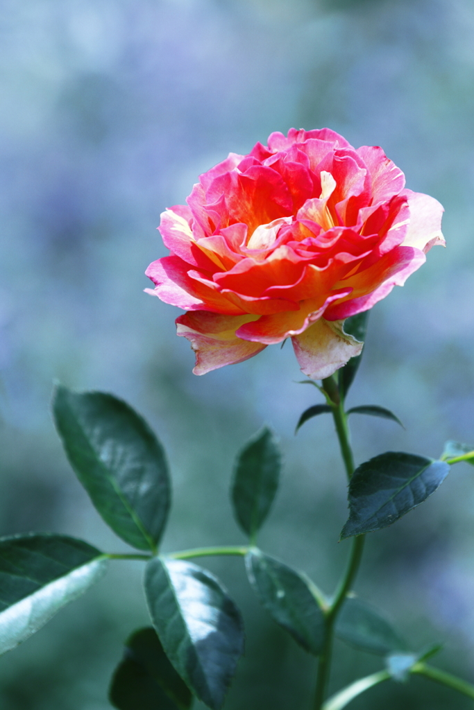 薔薇