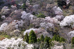 桜の森