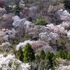 桜の森