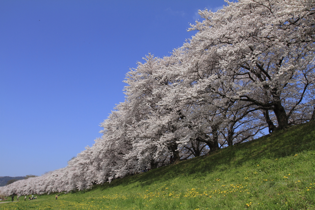 背割り堤の桜